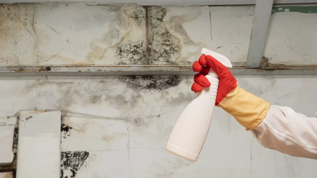 sydney mould removal