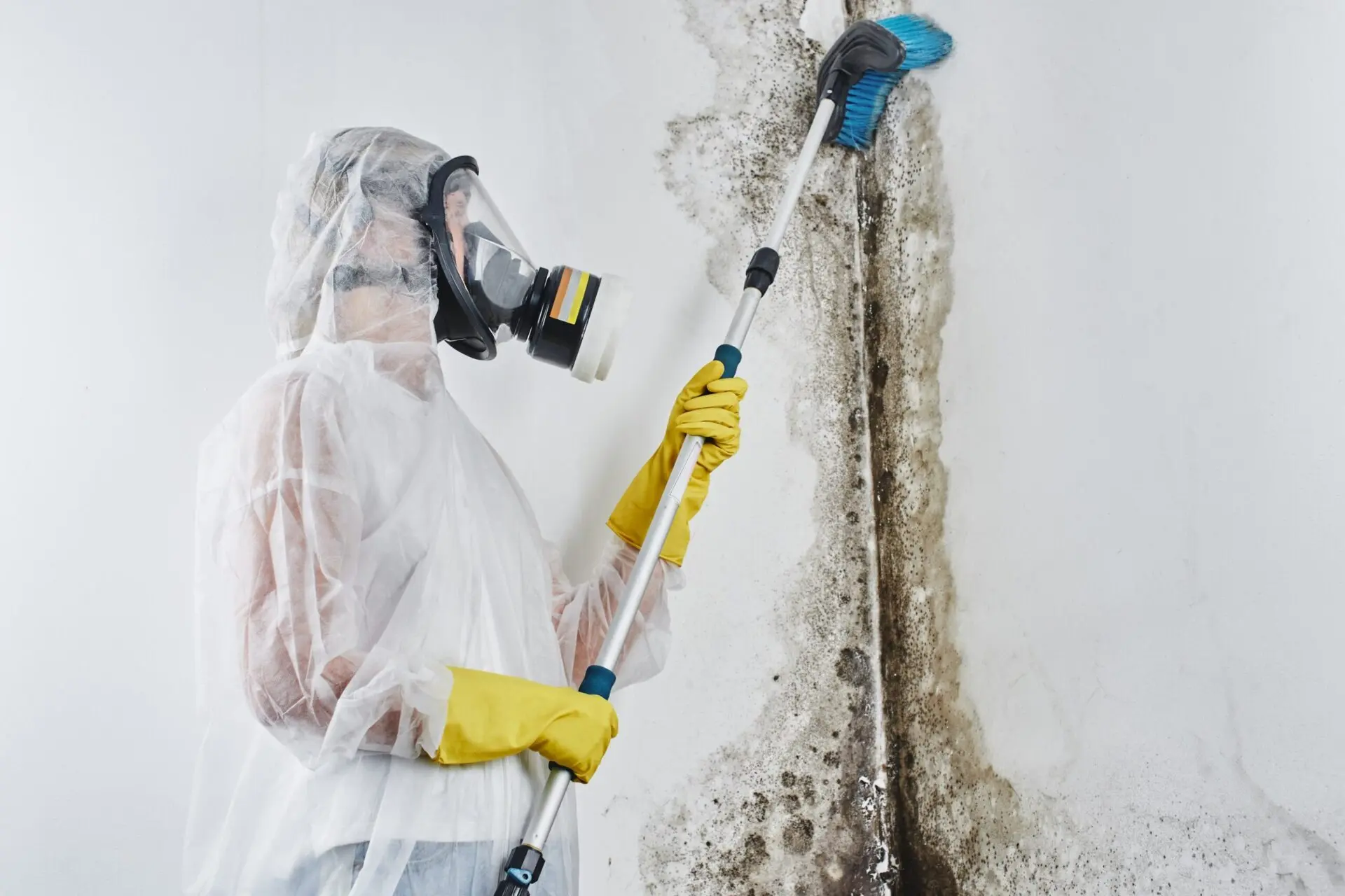 Mould cleaning sydney 